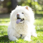 Dog Poop Pickup in Cohoctah, Michigan