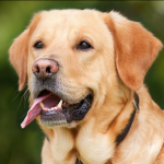 Dog Poop Pickup in Cohoctah, Michigan