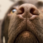 Dog Poop Pickup in Cohoctah, Michigan